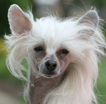Chinese Crested