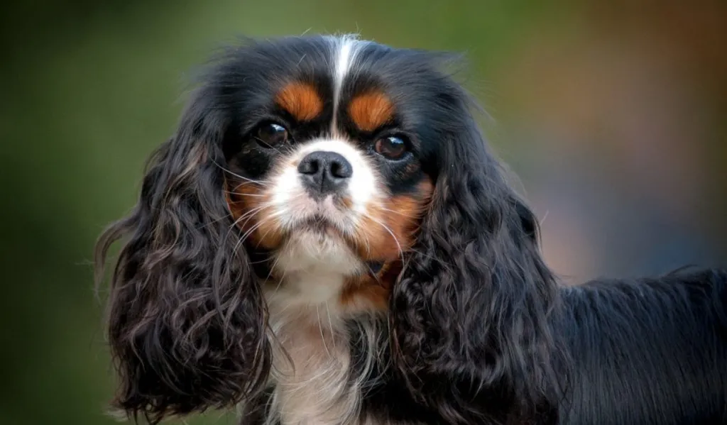 King Charles Spaniel ( English Toy Spaniel )