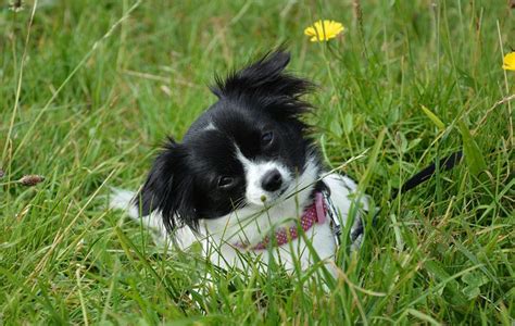 Japanese Chin