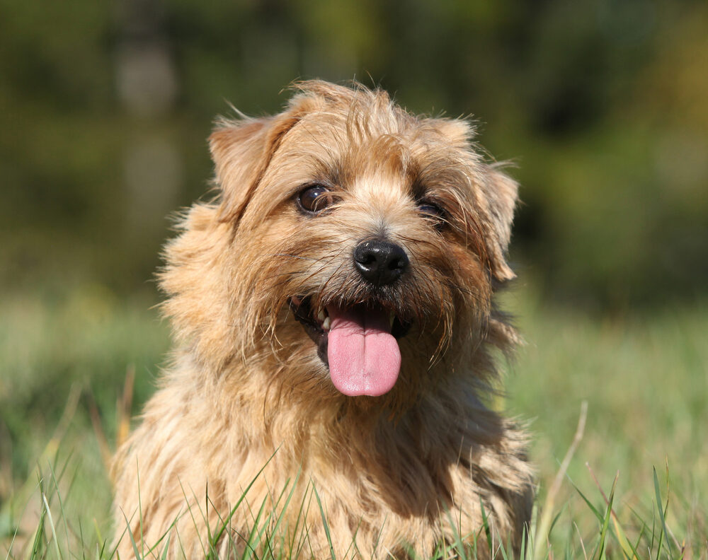 Norfolk Terrier
