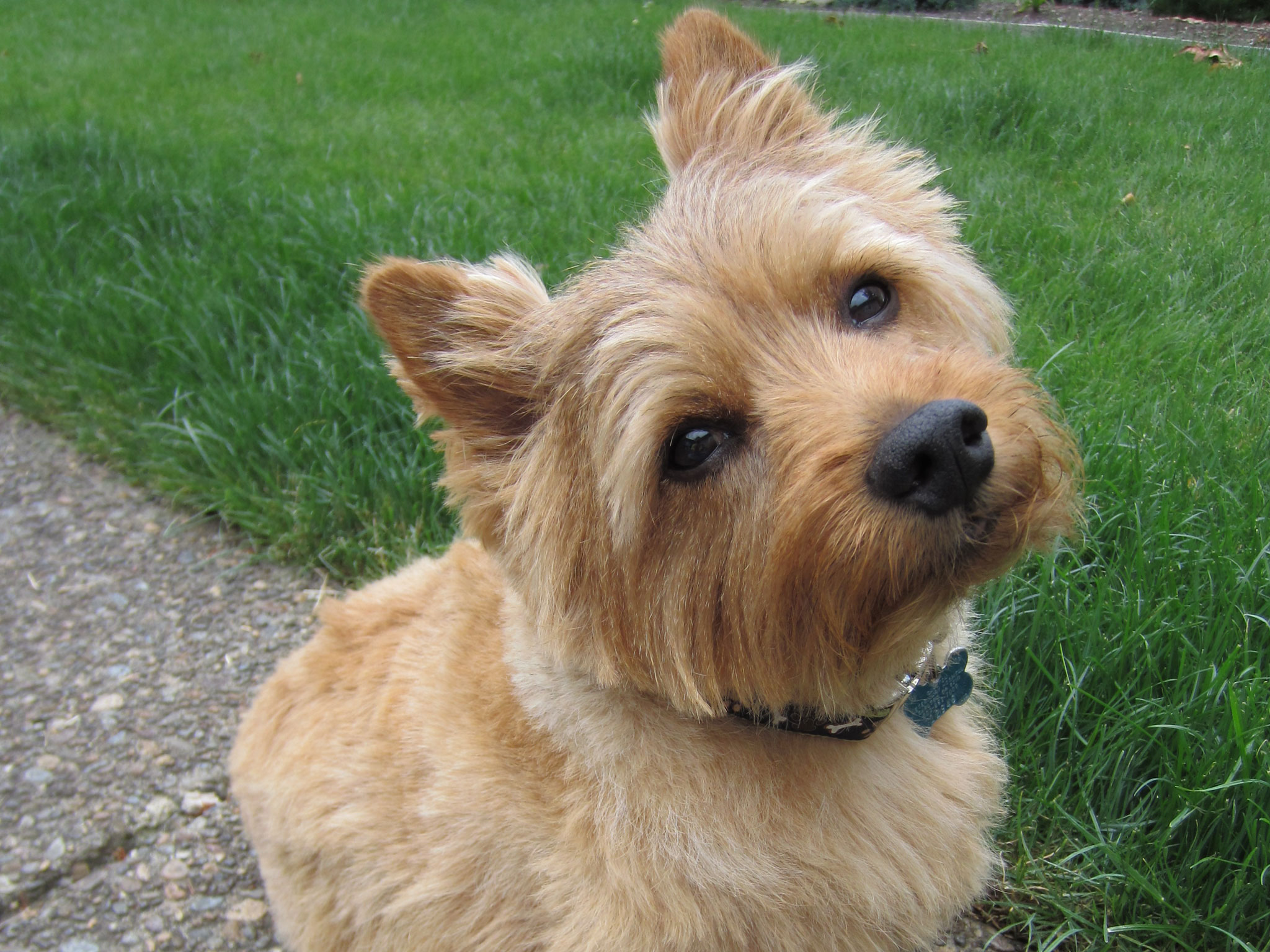 Norwich Terrier