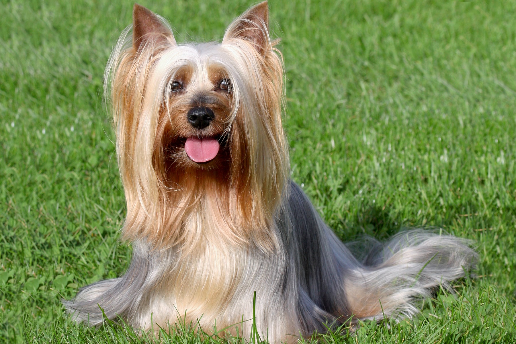 Silky Terrier
