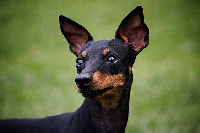 Toy Manchester Terrier Köpek Irkı Hakkında Her Şey